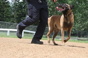 Law Enforcement Tactical Boot