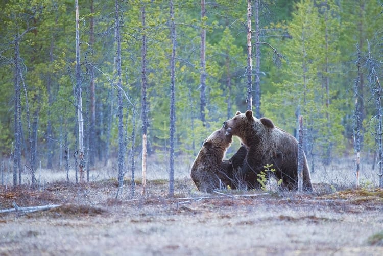 How to Prevent Bear Attacks, According to Experts